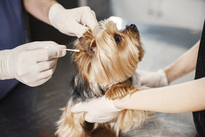 10 Tips for a Stress-Free Vet Visit with Your Pet